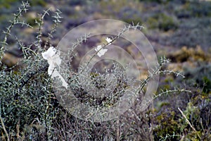 photo of some plastic bags on a Patagonian native bush.