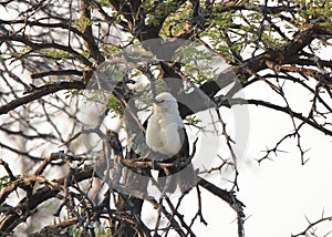 A photo of a southern pied babbler