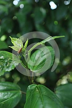 Photo of spider hiding among the plants. Its latin name is Araneae.