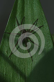 Photo of spider hiding among the plants. Its latin name is Araneae.