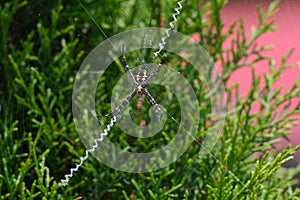 photo of a spider making a nest in a tree