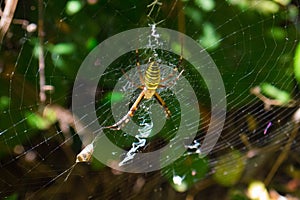 The photo of spider-wasps