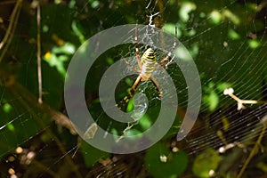 The photo of spider-wasps