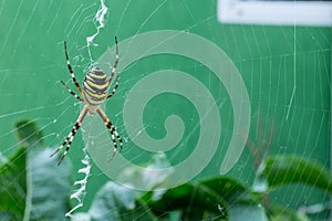 The photo of spider-wasps