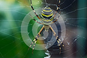 The photo of spider-wasps