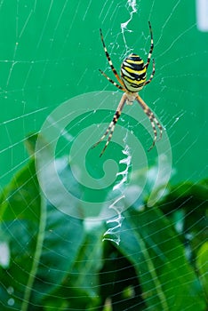 The photo of spider-wasps