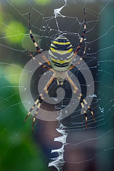 The photo of spider-wasps
