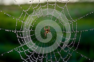 Photo Spooky spider web adorned with glistening dew drops captivates viewers