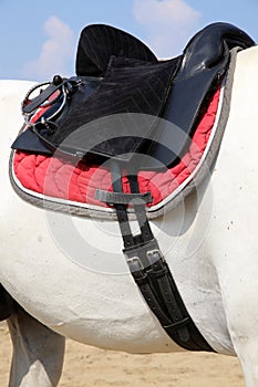 Photo of a sport horse during dressage competition under saddle