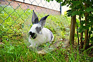 Photo of spotty rabbit on the grass.