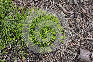 De extensión flotar 