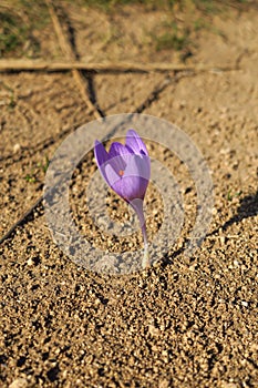 Photo of Spring crocus. Lonely crocus on the ground. Crimea flowers