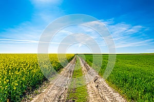 Photo spring landscape with fields of oilseed in bloom under blue sky