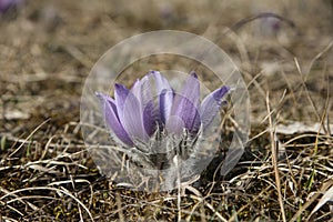 spring Pasque flowers on the meadow