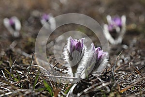 spring Pasque flowers on the meadow