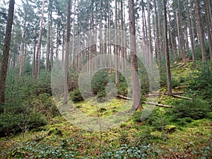 Photo of a spring pine forest. Sunny weather trees, grass and moss.