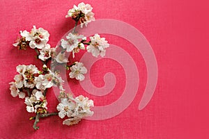 Photo of spring white almond blossom tree on pink background. View from above