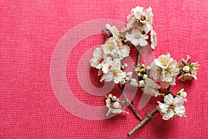 Photo of spring white almond blossom tree on pink background. View from above