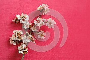 Photo of spring white almond blossom tree on pink background. View from above