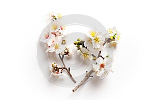 Photo of spring white almond blossom tree on white background. View from above