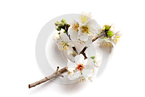 Photo of spring white almond blossom tree on white background. View from above