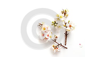 Photo of spring white almond blossom tree on white background. View from above