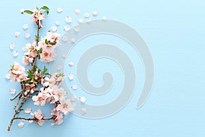 photo of spring white cherry blossom tree on blue wooden background. View from above, flat lay. photo