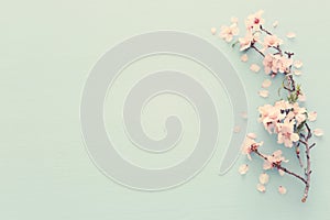 photo of spring white cherry blossom tree on pastel blue wooden background. View from above, flat lay. photo