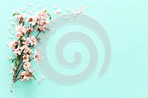 photo of spring white cherry blossom tree on pastel mint wooden background. View from above, flat lay.