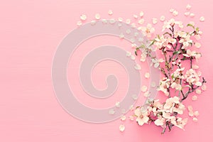 photo of spring white cherry blossom tree on pastel pink wooden background. View from above, flat lay.