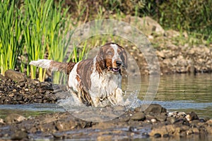 Photo of Springer Spaniel in water