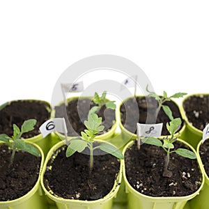 A photo of sprouting tomato seedlings ready for the greenhouse. Spring background. Selective soft focus. Isolated on white