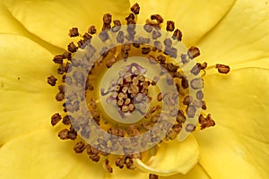 Stamen and pistils of yellow flower with water drops close up - Macro photo of stamens and flower pistils in detail