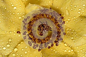 Stamen and pistils of yellow flower with water drops close up - Macro photo of stamens and flower pistils in detail