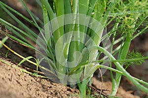 Photo of the stem under the fennel plant coming out of the ground