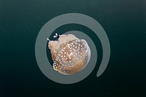 Photo of stingless jellyfish in Togean islands photo