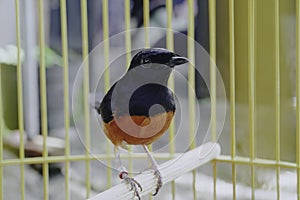 A photo of a stone magpie (Copsychus malabaricus) is sunbathing and perched on a twig in a cage