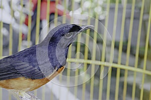 A photo of a stone magpie (Copsychus malabaricus) is sunbathing and perched on a twig in a cage