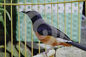 A photo of a stone magpie (Copsychus malabaricus) is sunbathing and perched on a twig in a cage