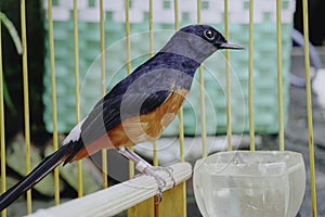 A photo of a stone magpie (Copsychus malabaricus) is sunbathing and perched on a twig in a cage