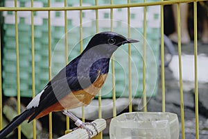A photo of a stone magpie (Copsychus malabaricus) is sunbathing and perched on a twig in a cage