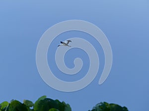Photo of stork flying in the blue sky