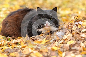 Photo of a street cat lying in yellow autumn foliage