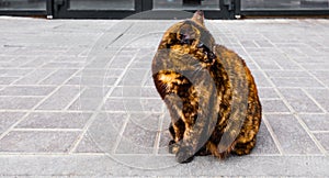 Photo of a street three-color cat that sits on a pavement photo