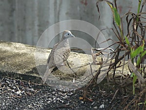 Photo of striped dove (Geopelia striata) stands by the drain