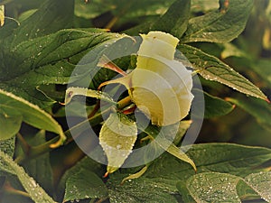 Photo in the style of the 1950s Color image photography, the bud from a flower of a peony plant, Paeonia, the plant