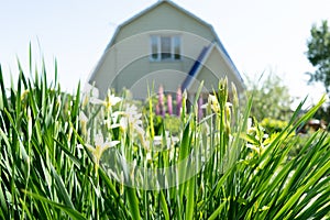 Photo of summer grass in the background of the house