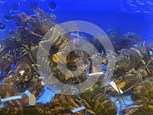 Lobsters in a Tank Ready for Cooking at the Fish Market