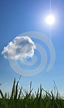 Photo of sun, blue sky and cute cloud.