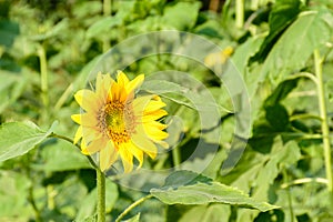 Photo of sunflower in the farm